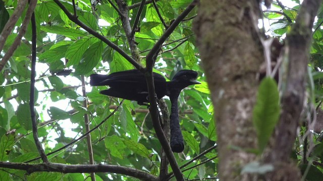 Эквадорская зонтичная птица - ML530775391