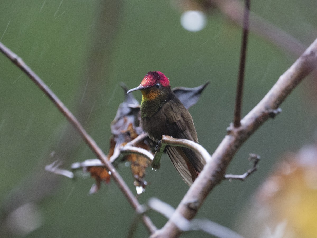 Ruby-topaz Hummingbird - Alex Mesquita