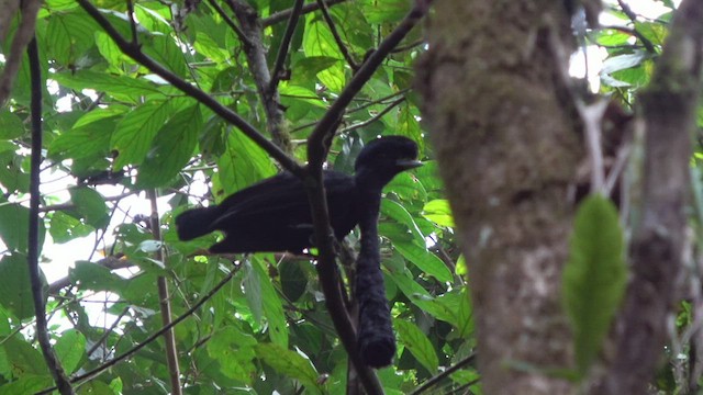 Эквадорская зонтичная птица - ML530775411