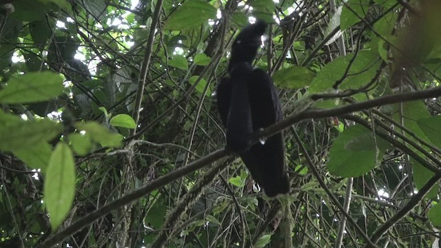 Эквадорская зонтичная птица - ML530775431