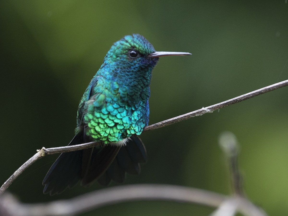 Blue-chinned Sapphire - Alex Mesquita