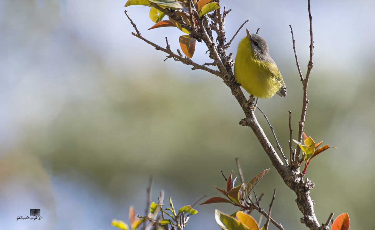 Gray-hooded Warbler - Jatinder Vijh