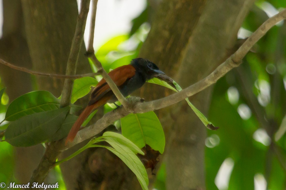 Rufous-vented Paradise-Flycatcher - Marcel Holyoak