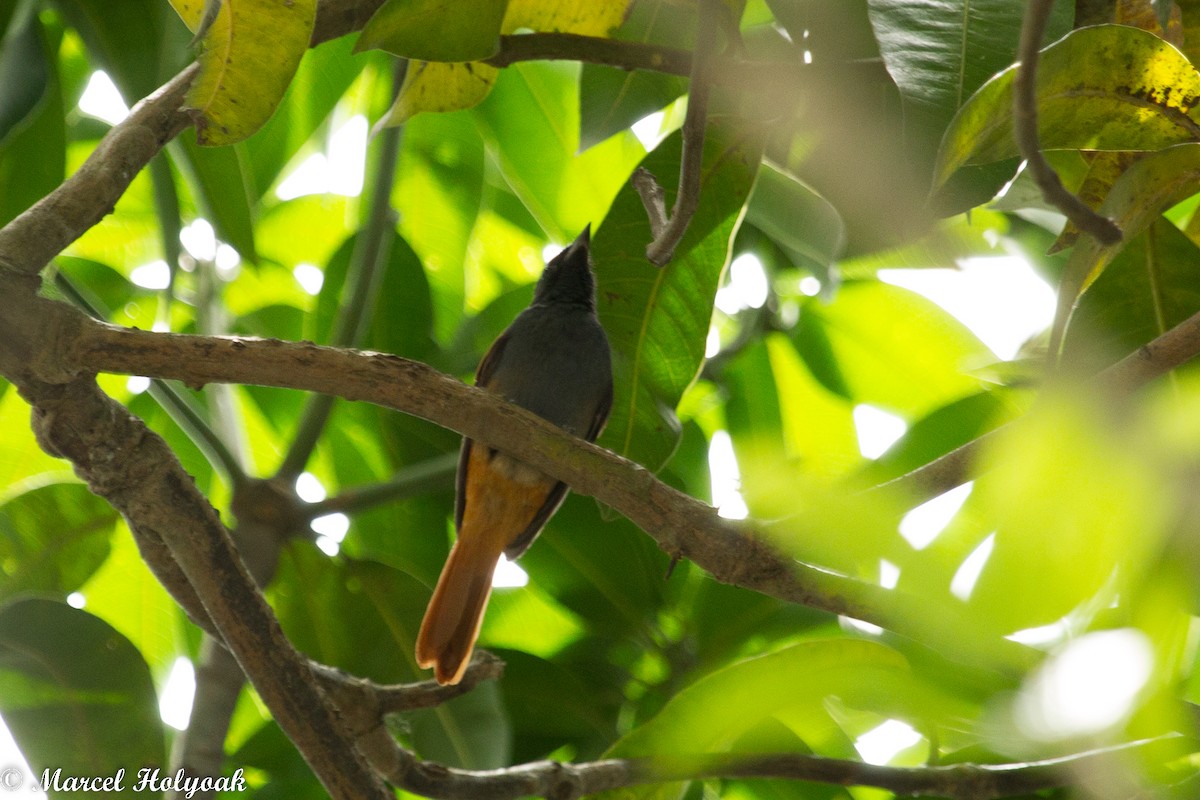 Rufous-vented Paradise-Flycatcher - Marcel Holyoak