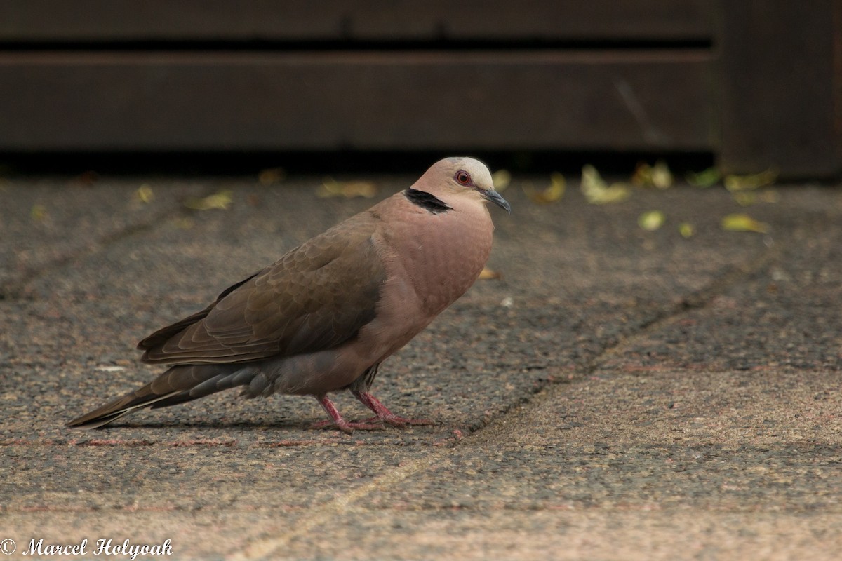 Red-eyed Dove - Marcel Holyoak