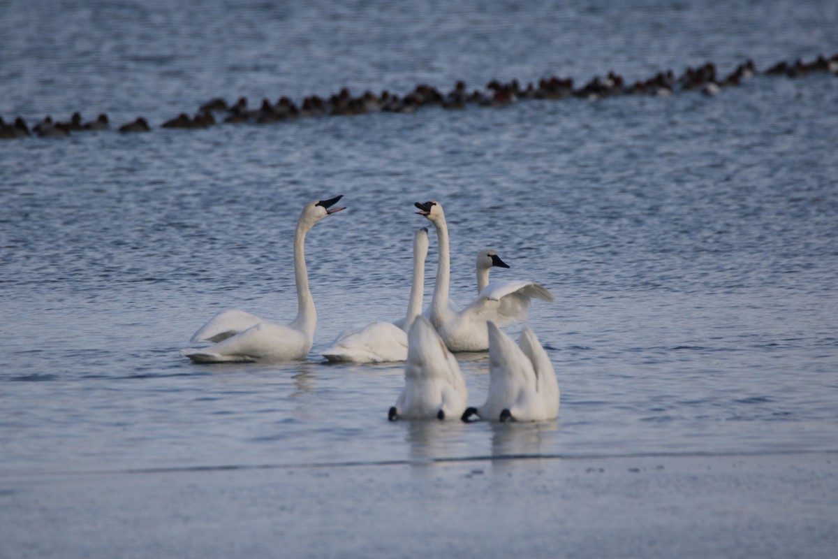 Tundra Swan - ML530778181