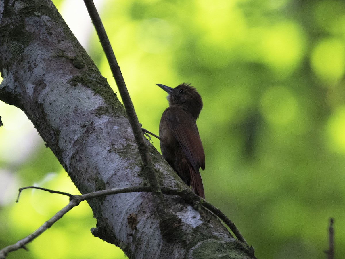 Plain-winged Woodcreeper (Pernambuco) - ML530778831