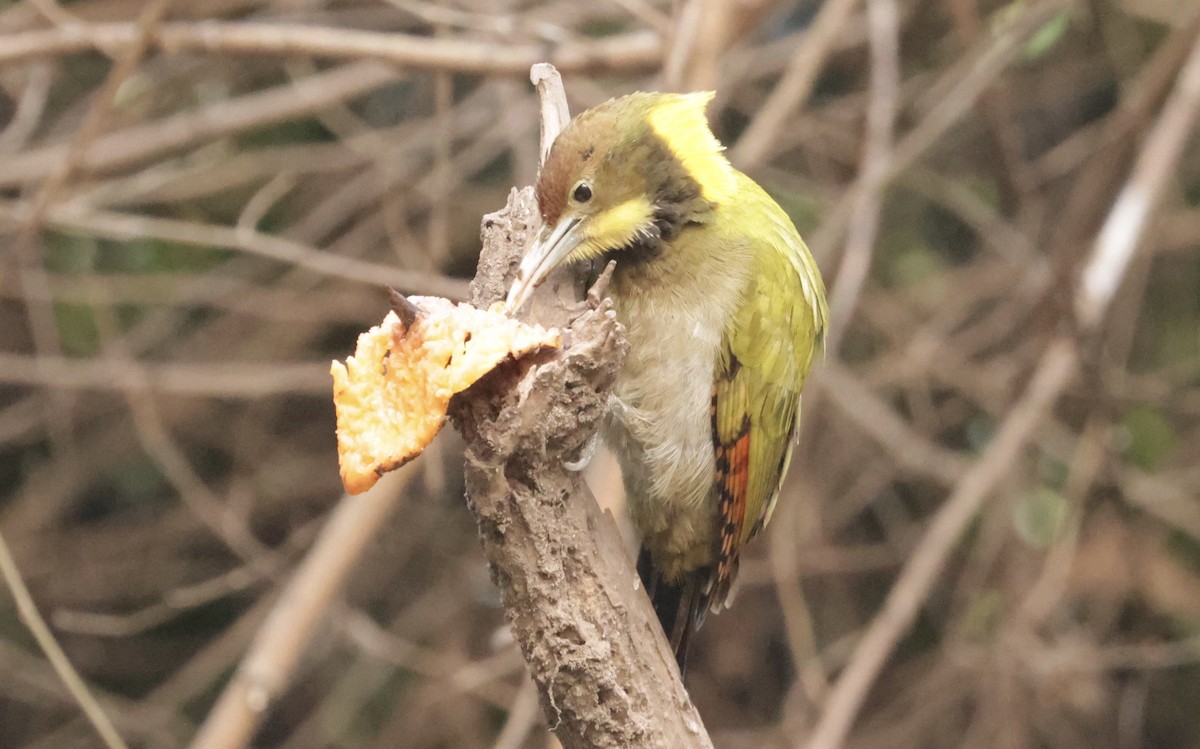 Greater Yellownape - ML530779471