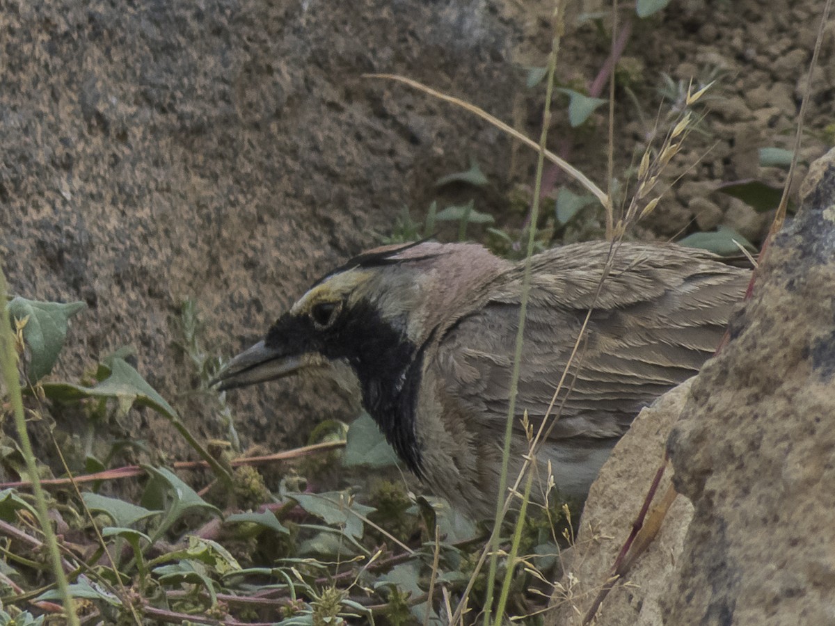 Horned Lark - Abbas Mahjoob