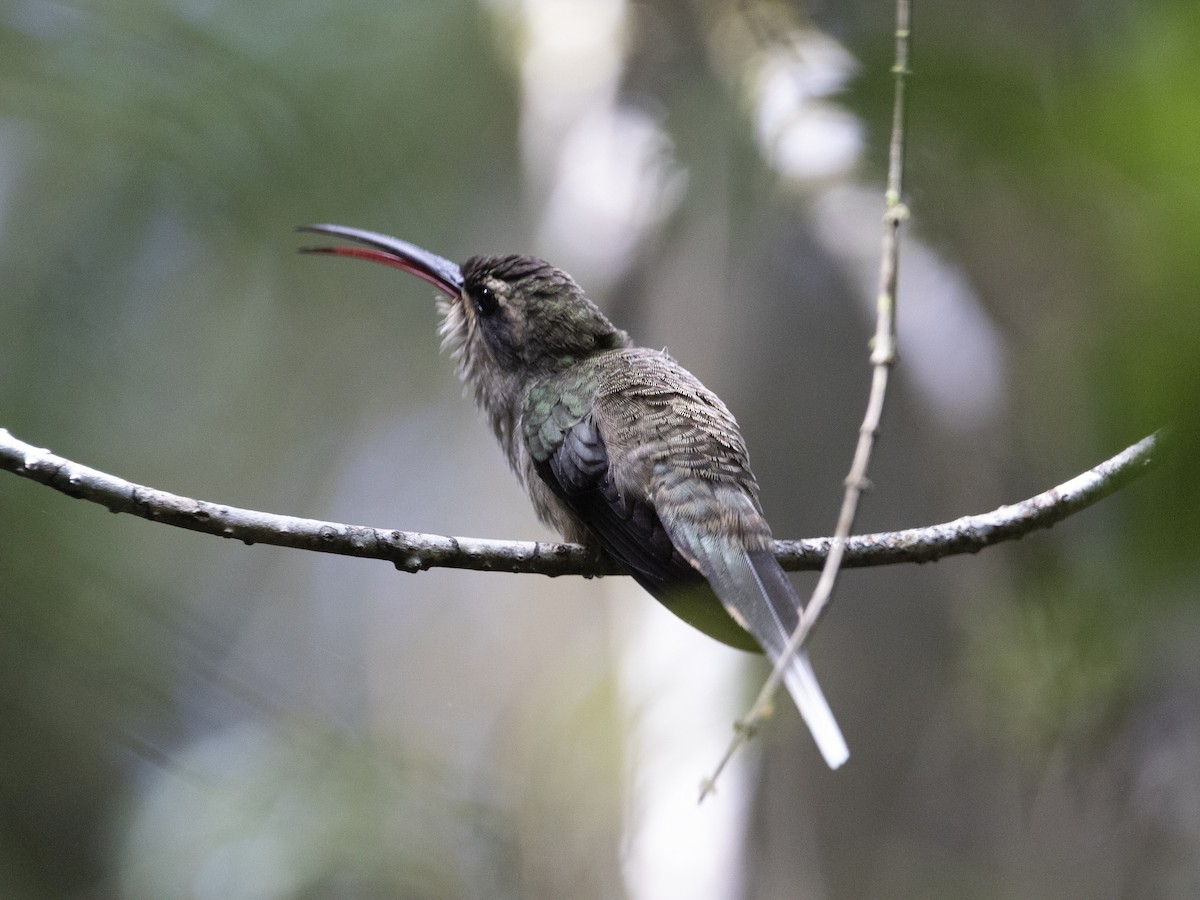 kolibřík dlouhozobý (ssp. margarettae) - ML530779661