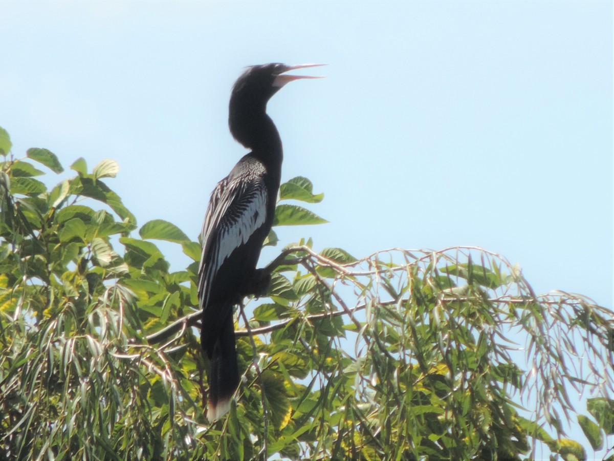 anhinga americká - ML530779781