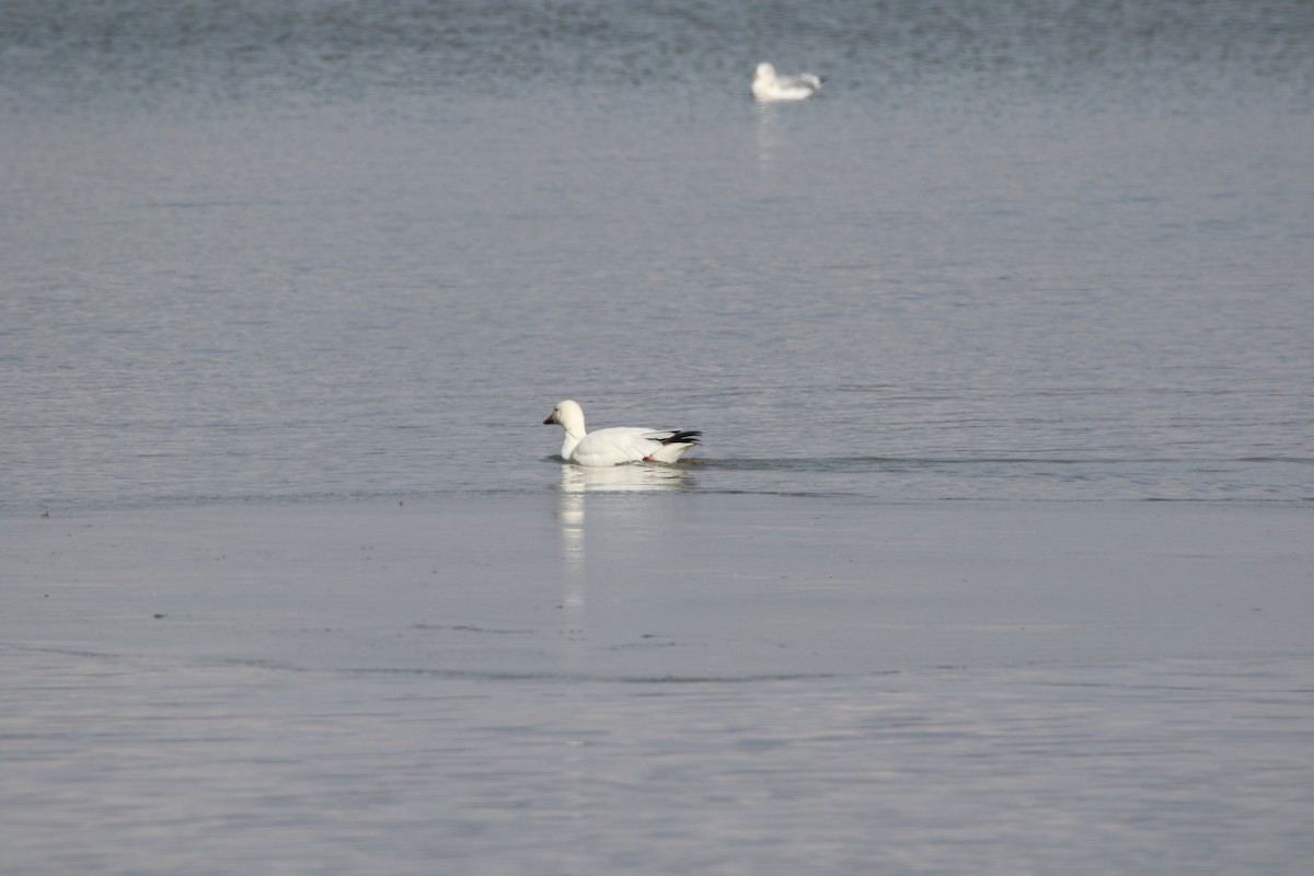 Snow Goose - Rich Murray