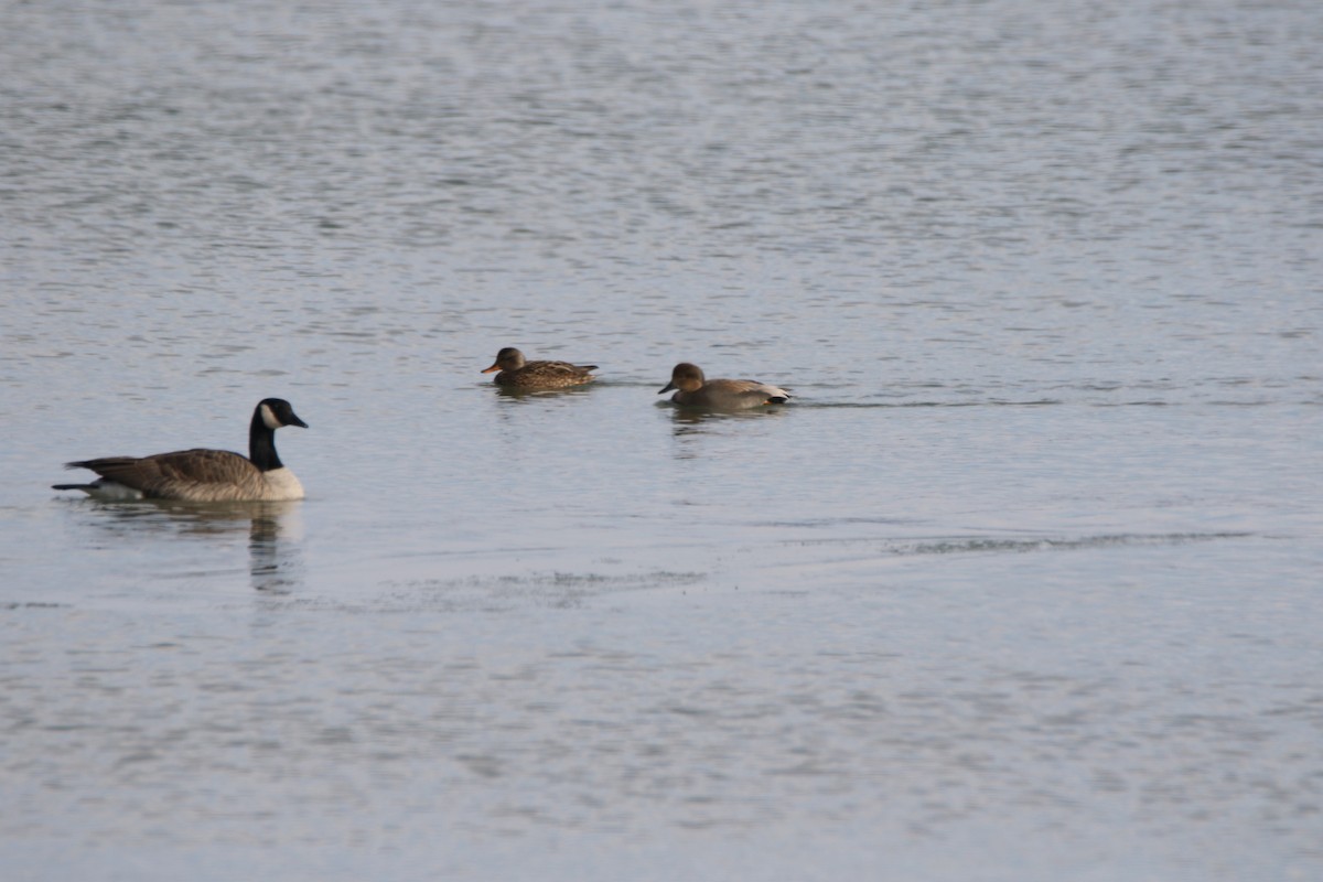 Gadwall - ML530780511