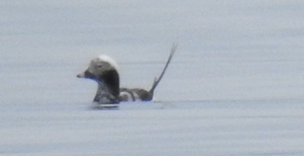 Long-tailed Duck - ML530780961