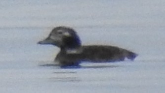 Long-tailed Duck - ML530780981