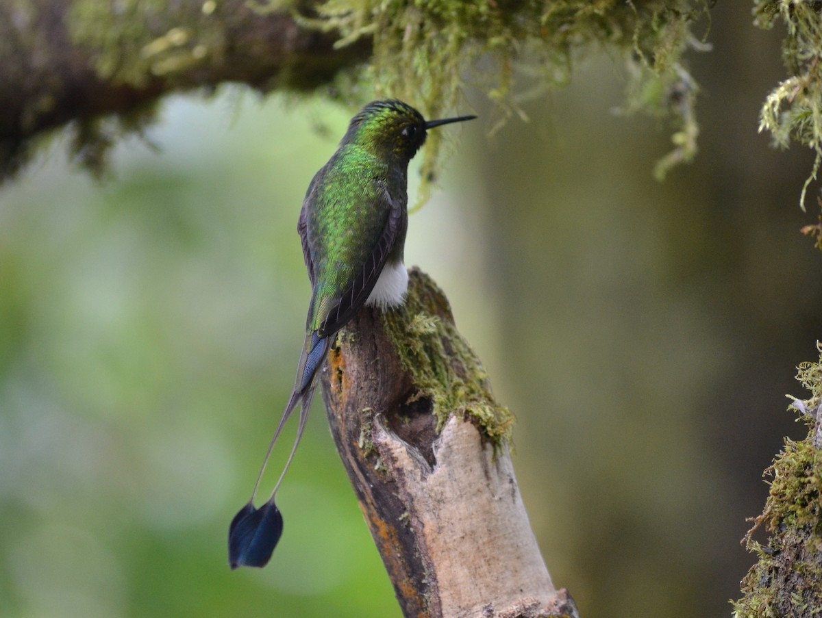 White-booted Racket-tail - Matthew Voelker