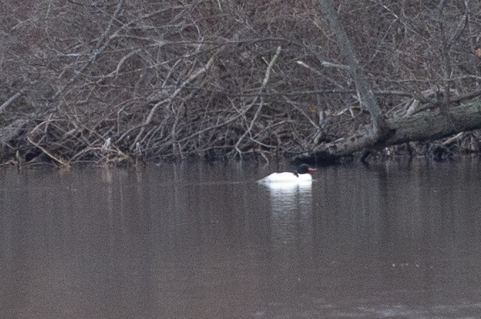 Common Merganser - ML530784721