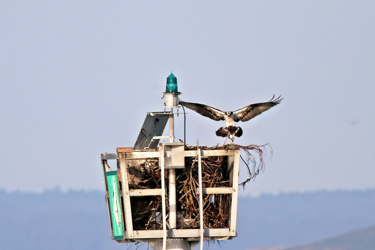 Águila Pescadora - ML530784981