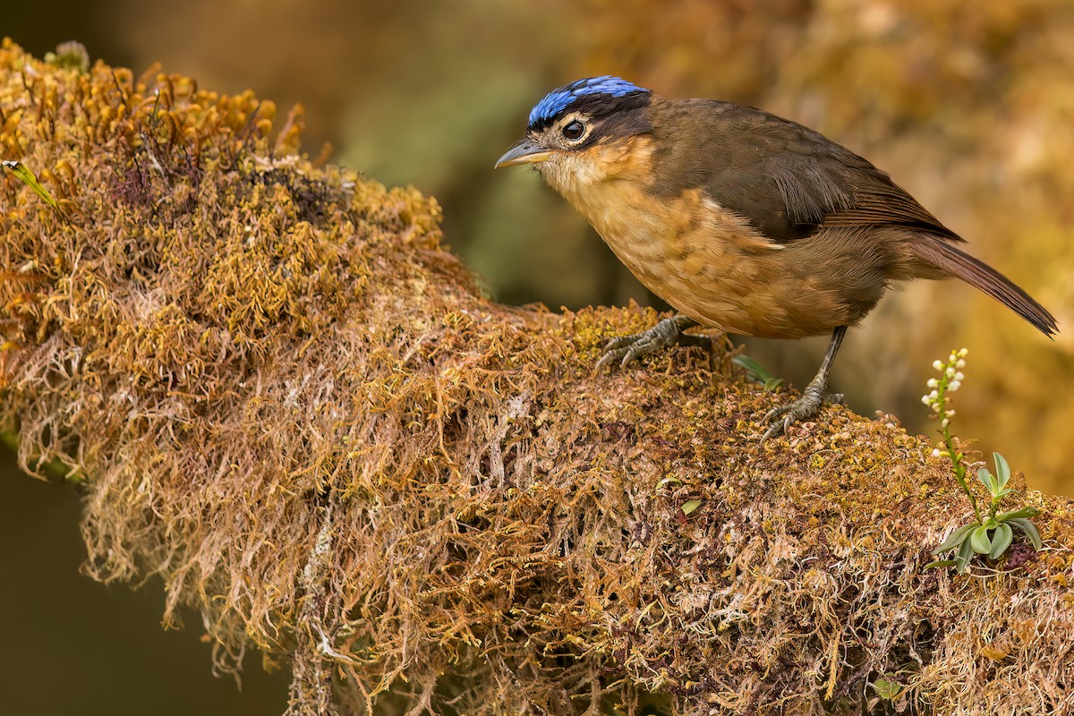 Blue-capped Ifrita - ML530785931