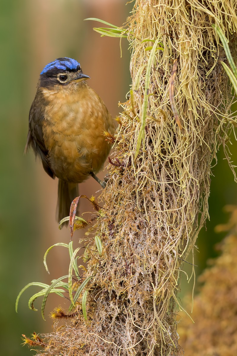 Blue-capped Ifrita - ML530786251