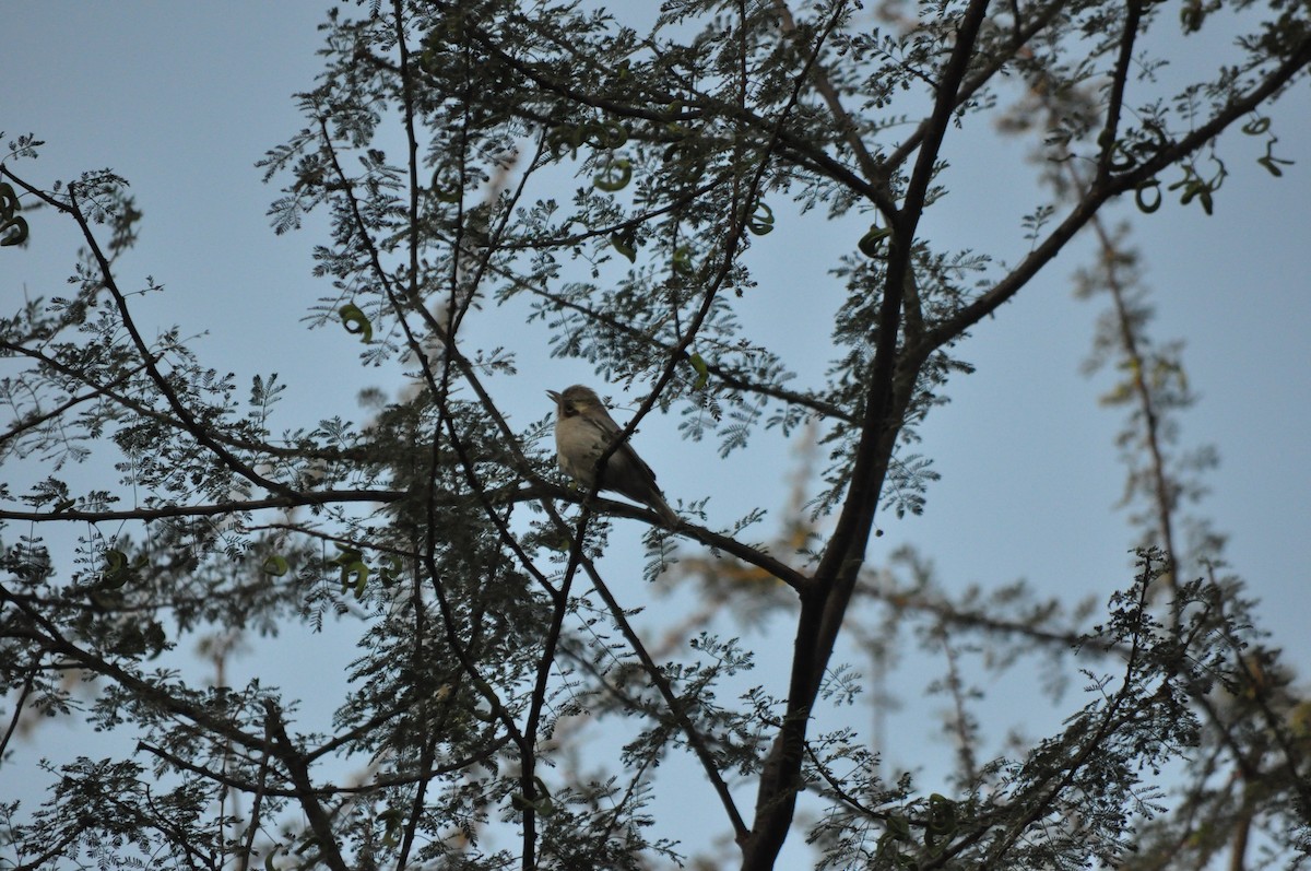 Common Woodshrike - ML530786901