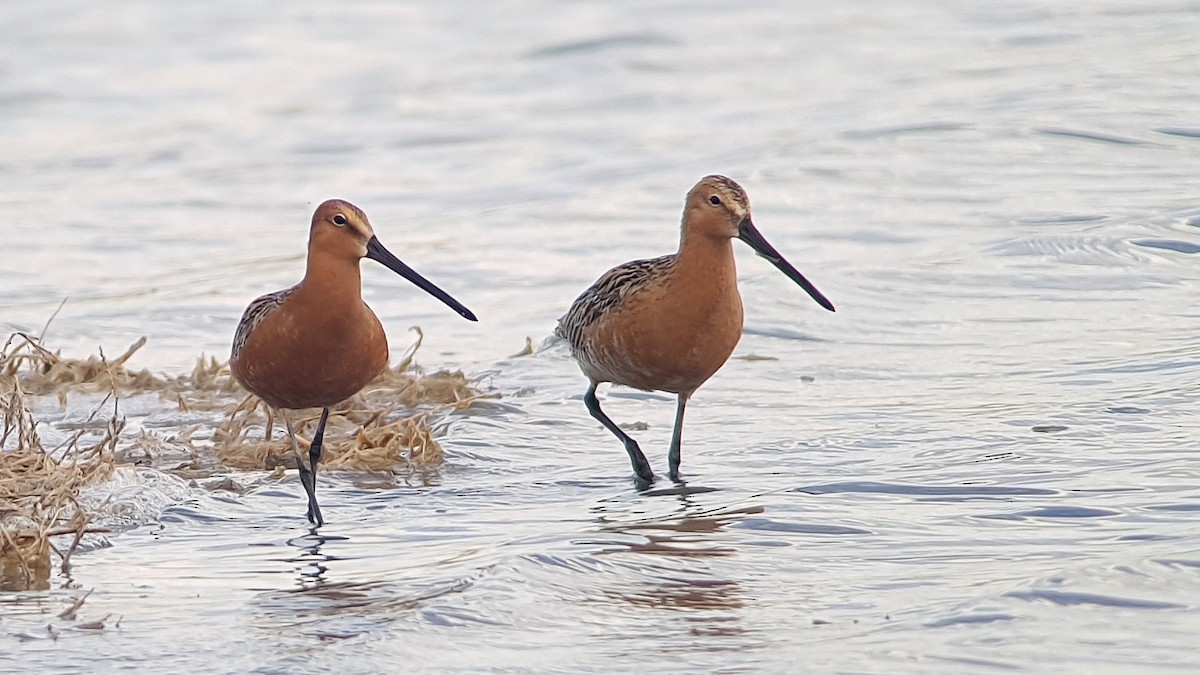 Asian Dowitcher - ML530788091