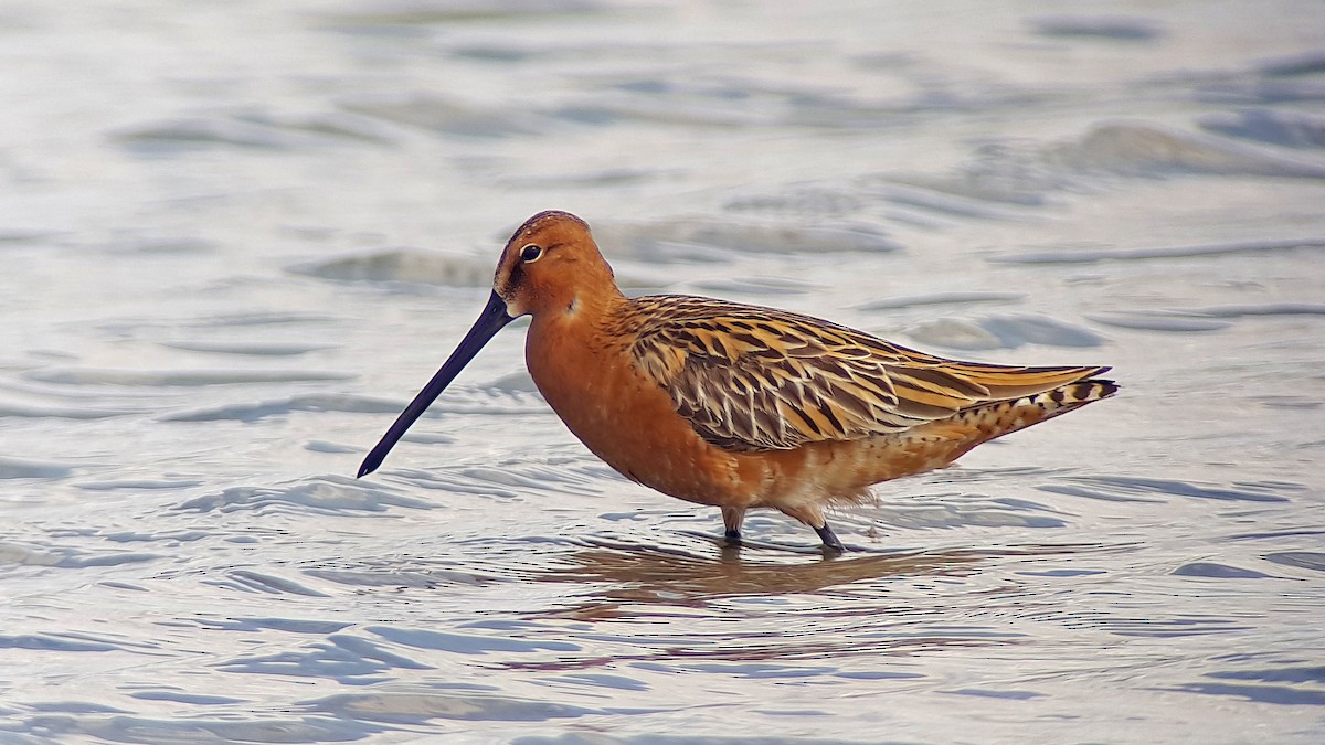 Asian Dowitcher - ML530788101