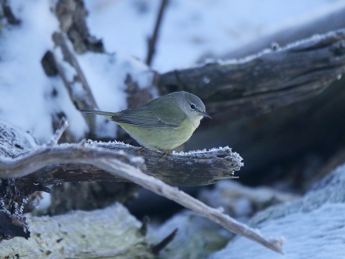 Orange-crowned Warbler - ML530788231