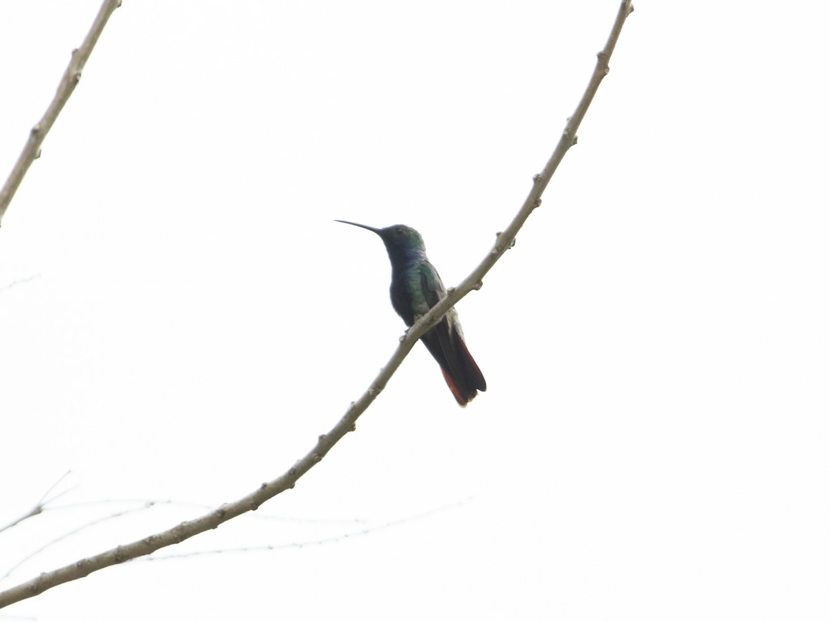 Black-throated Mango - ML530789211