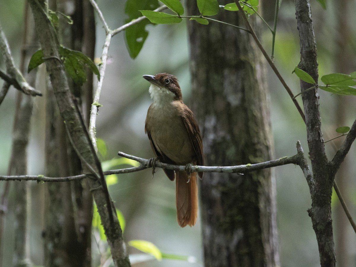 Pernambuco Foliage-gleaner - ML530789321