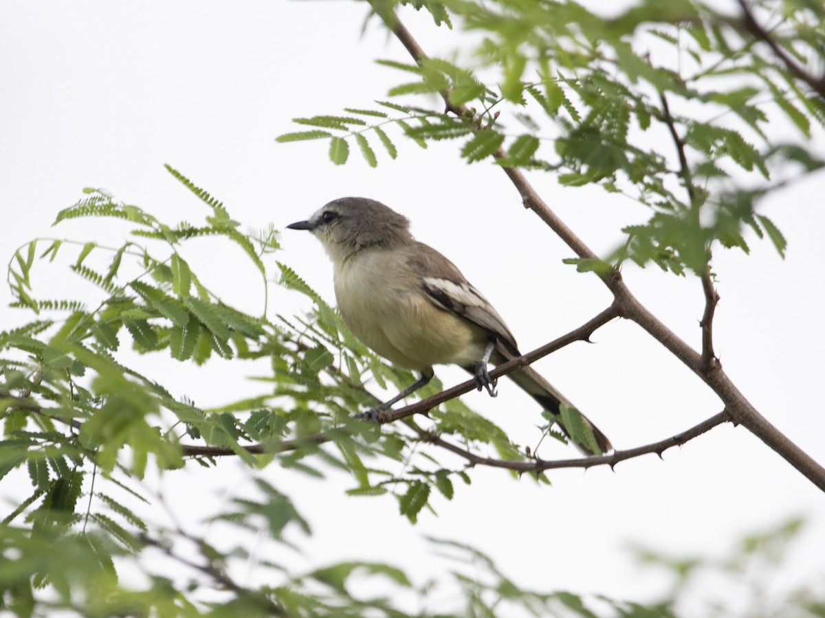 Bahia Wagtail-Tyrant - ML530789851