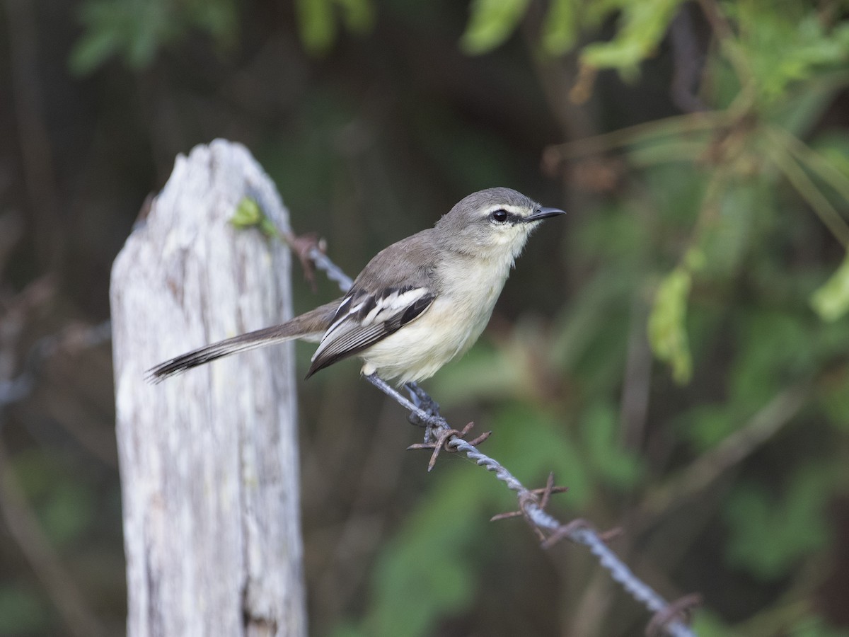 Bahia Wagtail-Tyrant - ML530789871