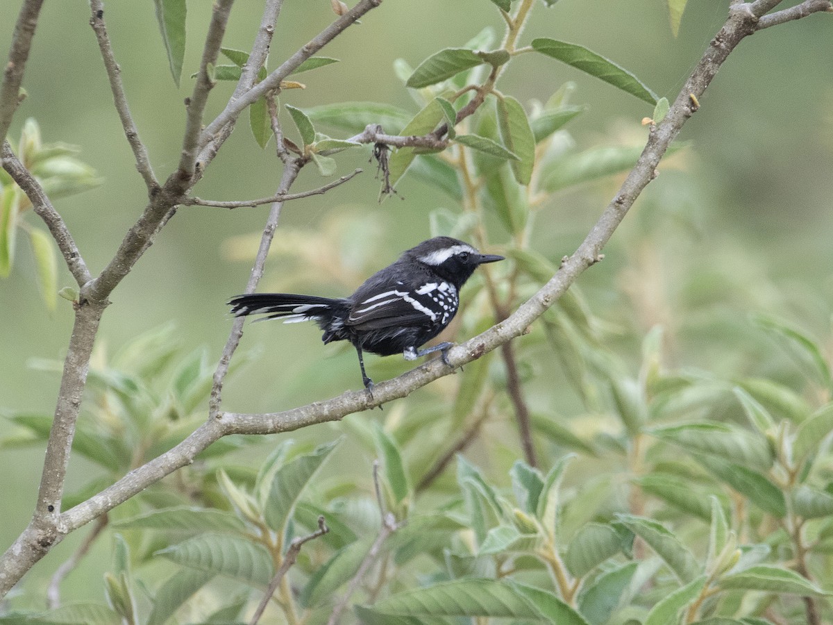 Black-bellied Antwren - ML530789921