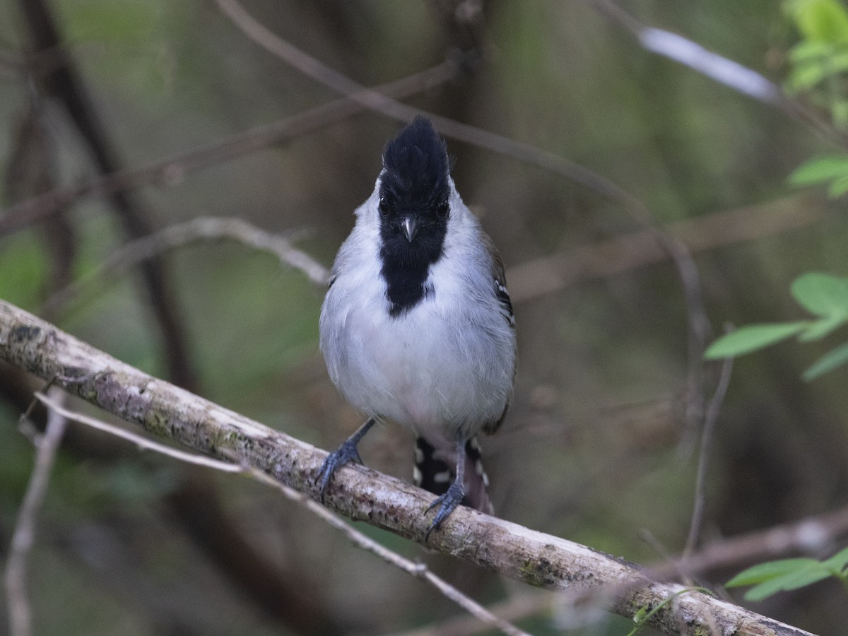 Silvery-cheeked Antshrike - ML530790141