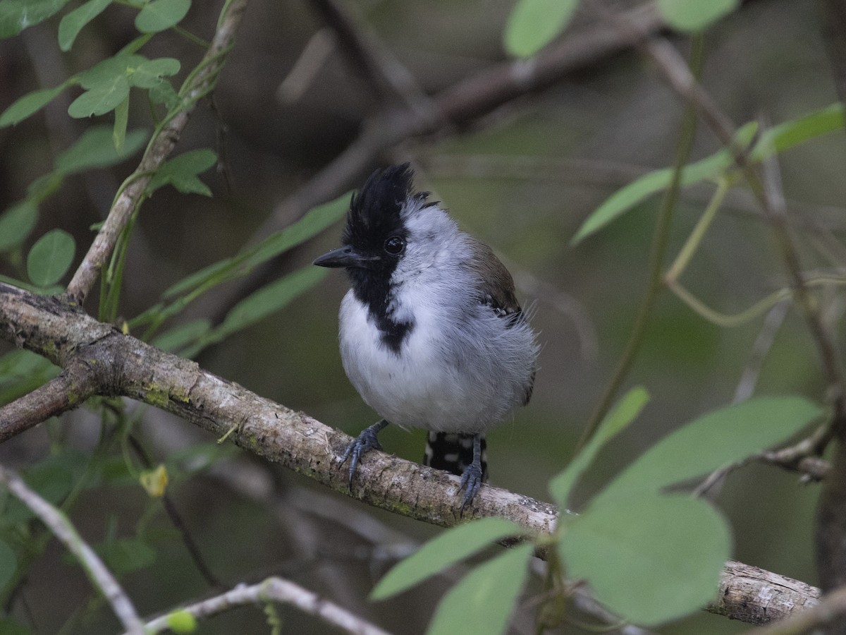 Silvery-cheeked Antshrike - ML530790151