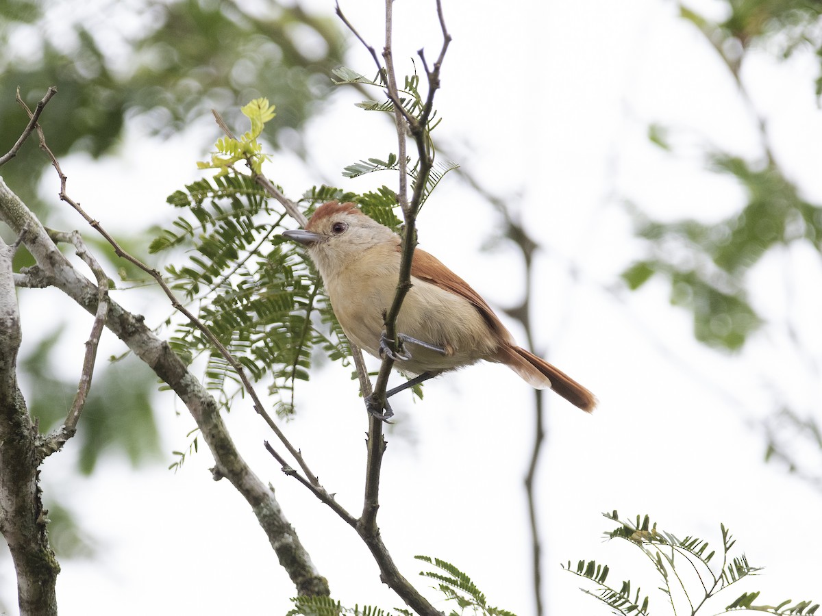 Rufous-winged Antshrike - ML530790721