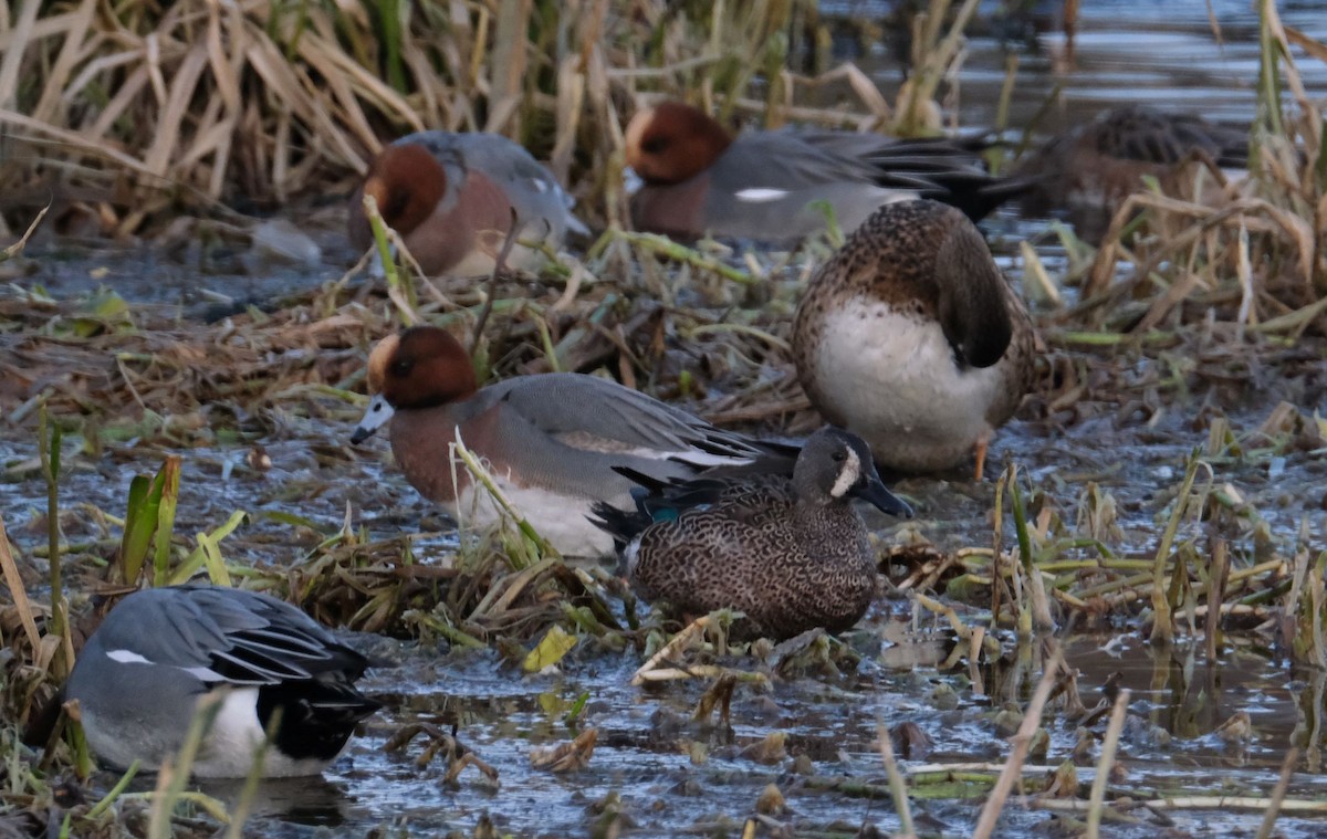Blue-winged Teal - ML530792161
