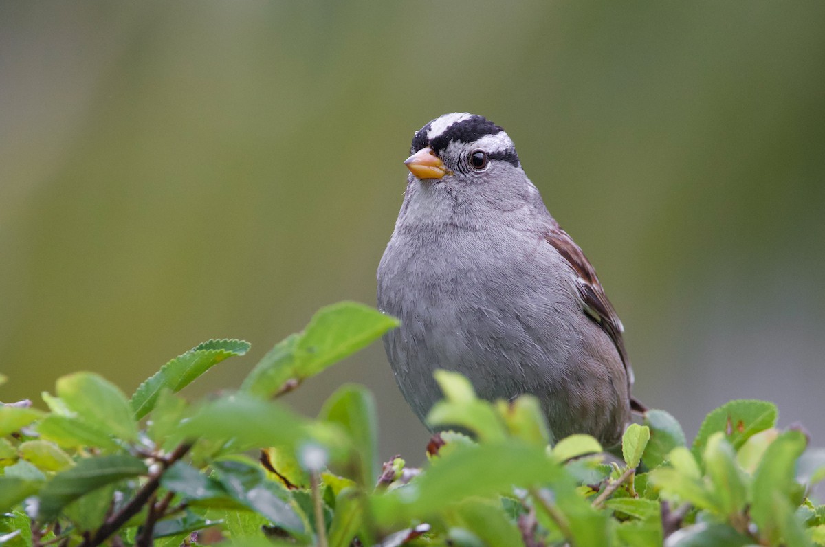 White-crowned Sparrow - Braxton Landsman