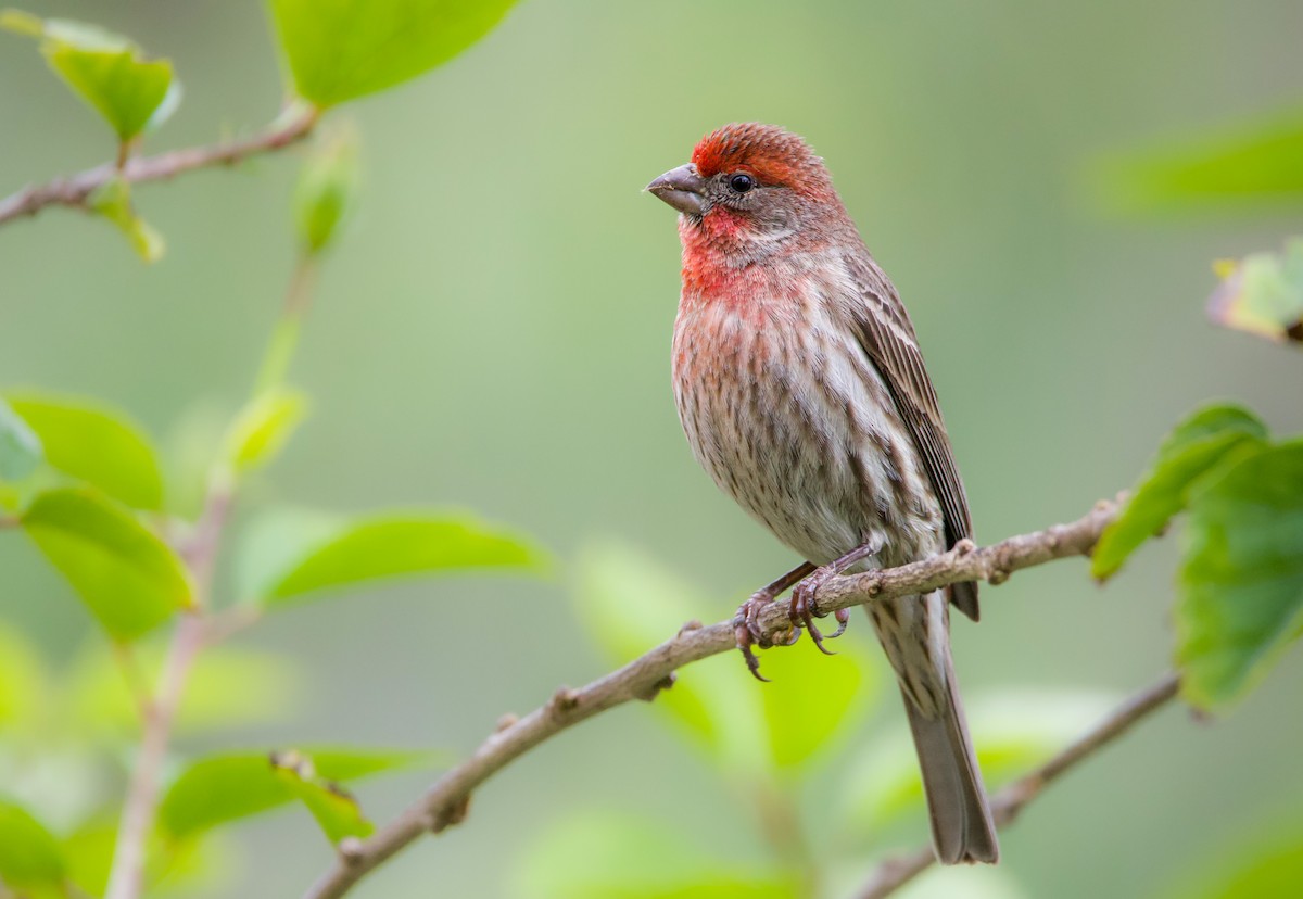 House Finch - ML530792321