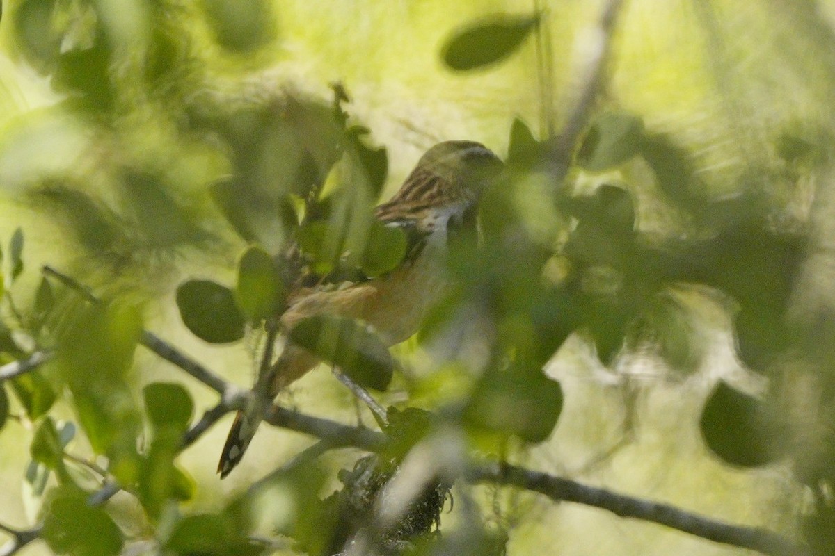 Stripe-backed Antbird - ML530792751