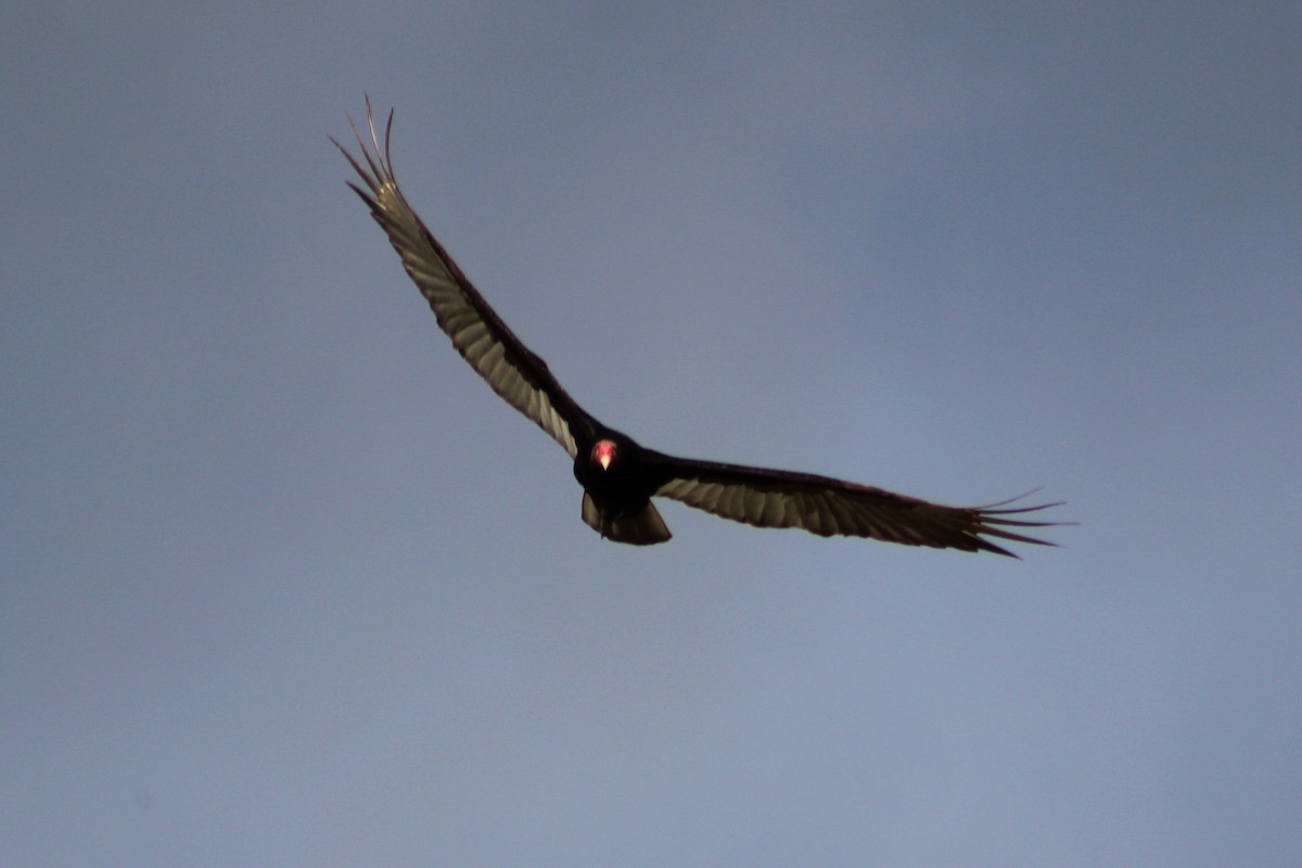 Turkey Vulture - ML53079441