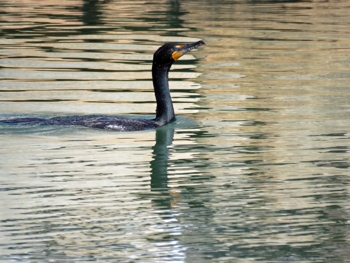 Double-crested Cormorant - ML530794651