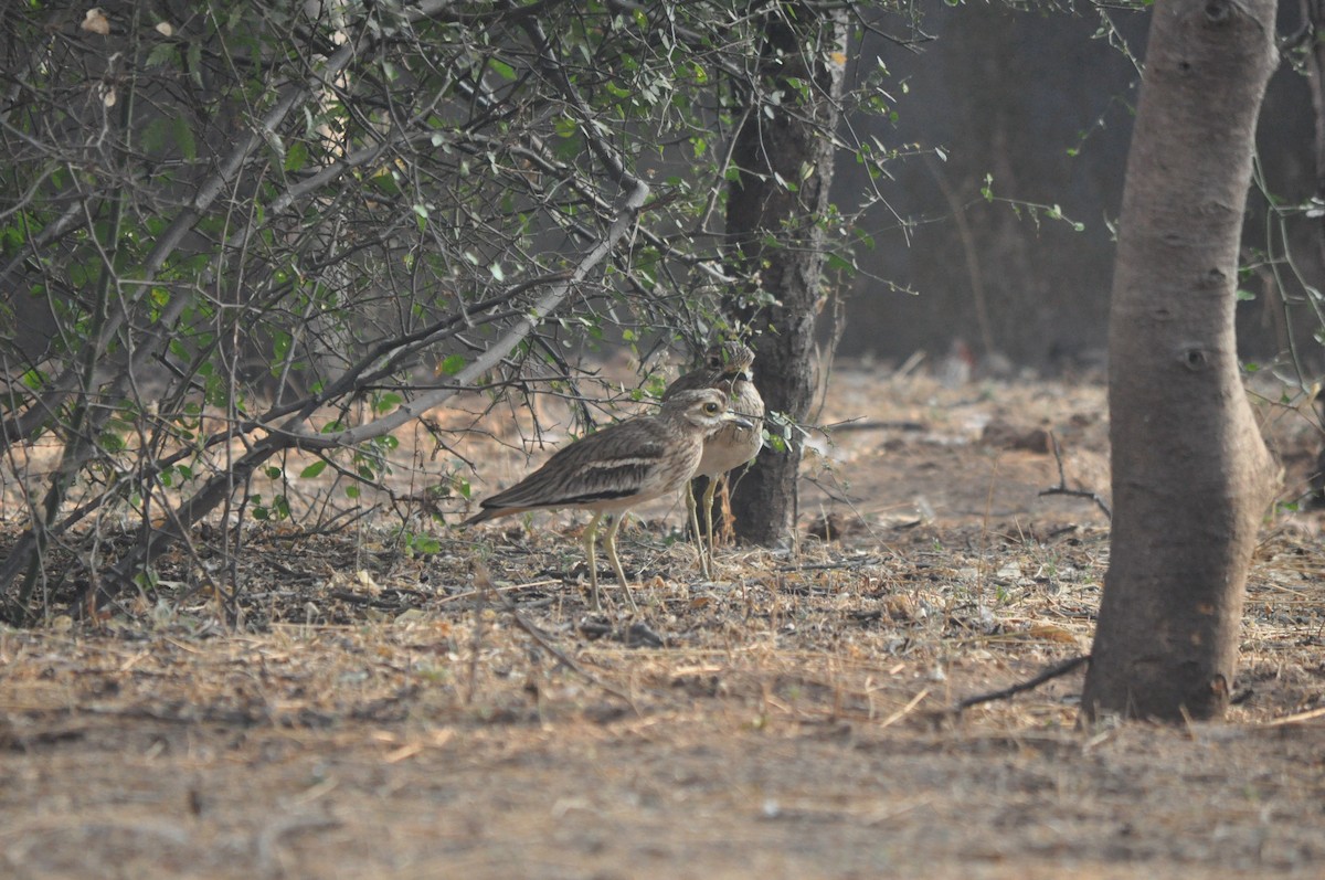 Indian Thick-knee - ML530795781