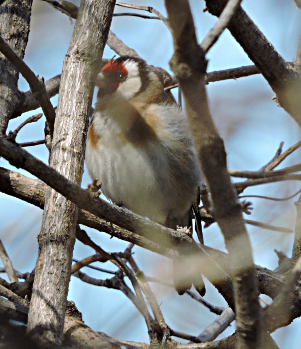 European Goldfinch - ML53079691