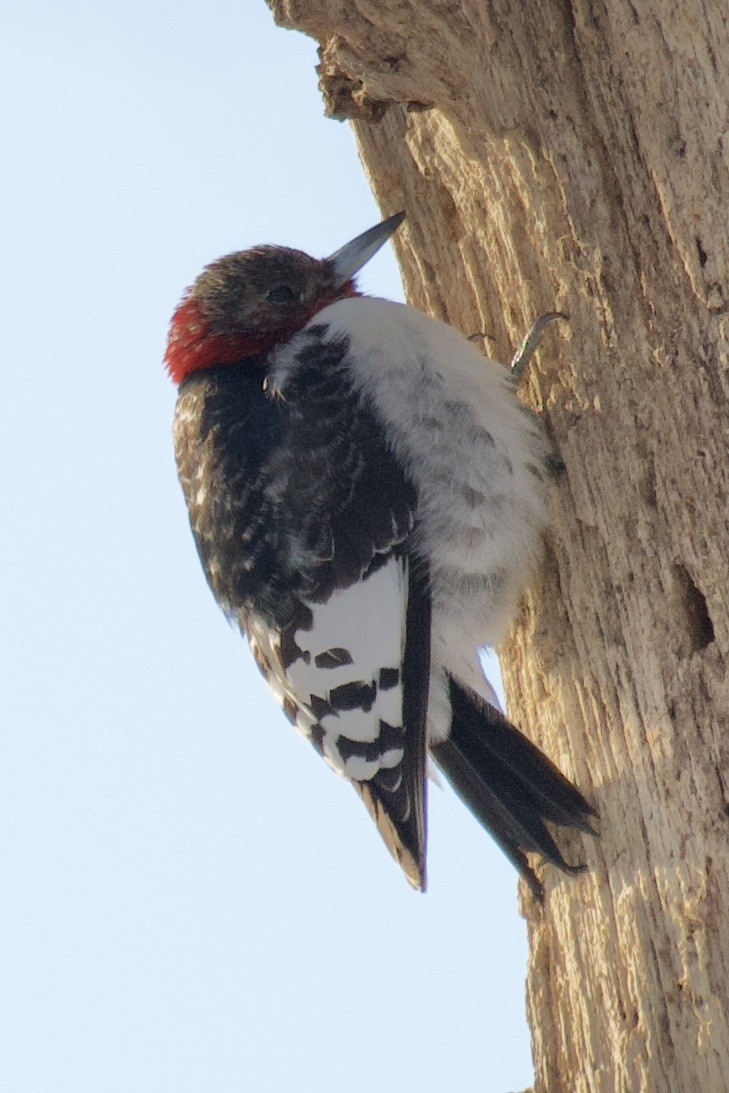 Red-bellied Woodpecker - Mimi Emig