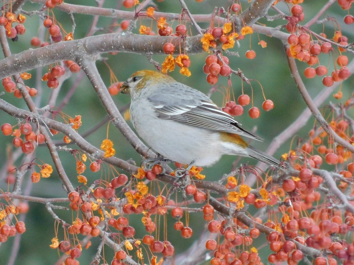 Pine Grosbeak - ML530798221