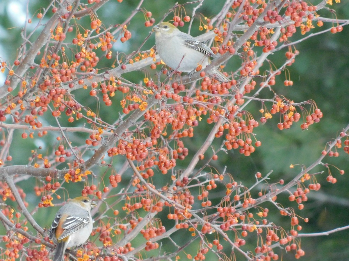 Pine Grosbeak - Rick Stevens