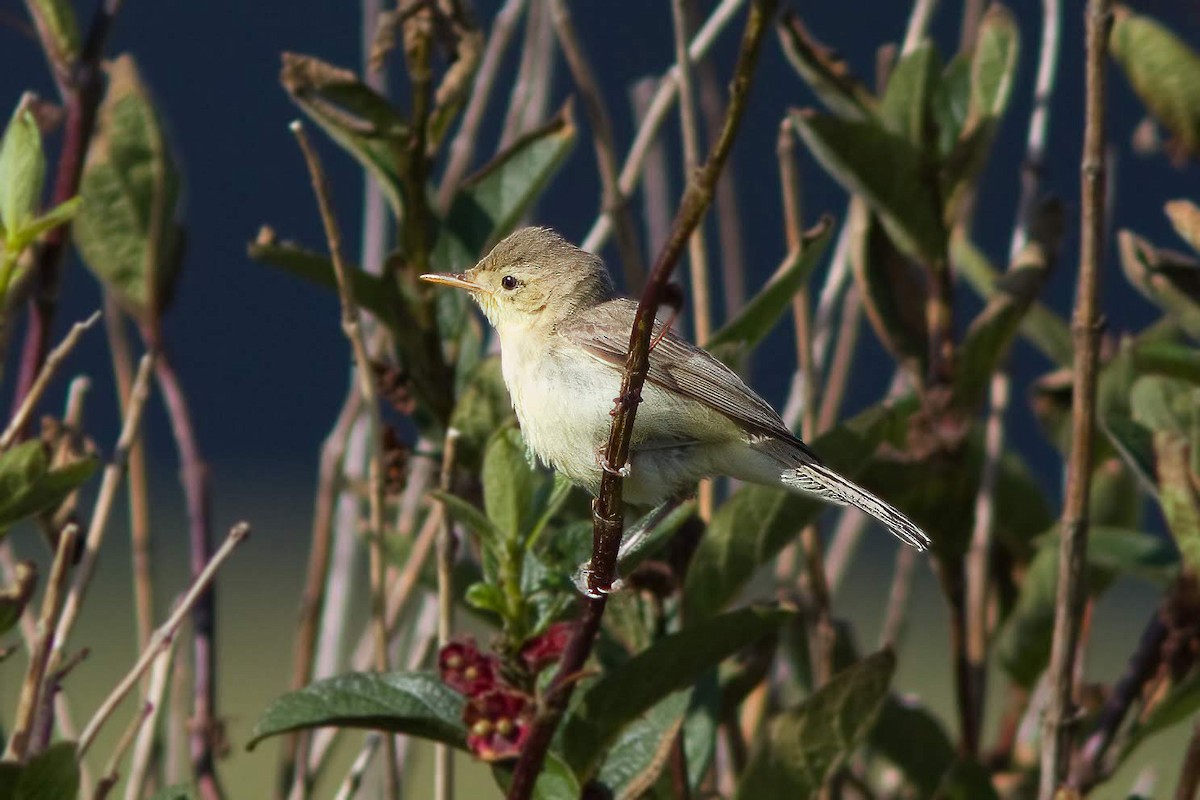 Melodious Warbler - ML530798771