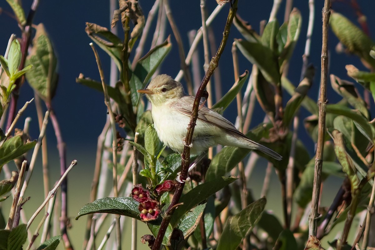 Melodious Warbler - ML530798791
