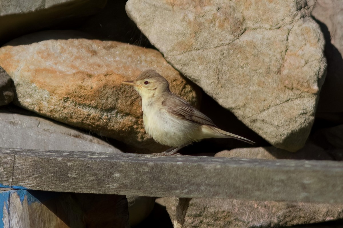Melodious Warbler - ML530798841